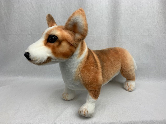 Welsh Corgi